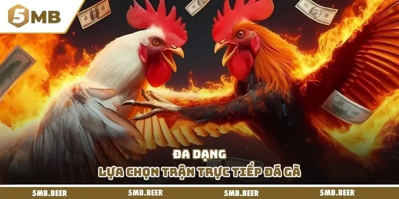 Đa dạng lựa chọn trận trực tiếp đá gà