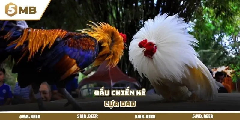 Đấu chiến kê cựa dao