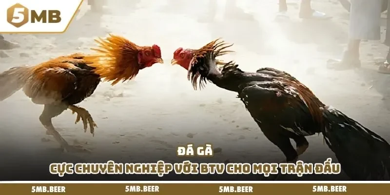 Đá gà cực chuyên nghiệp với BTV cho mọi trận đấu