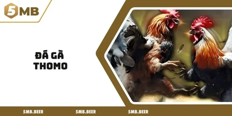 đá gà thomo