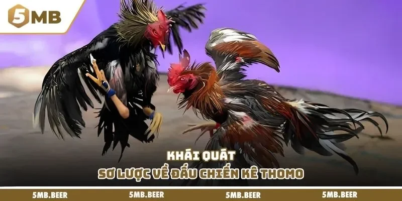 Khái quát sơ lược về đấu chiến kê Thomo