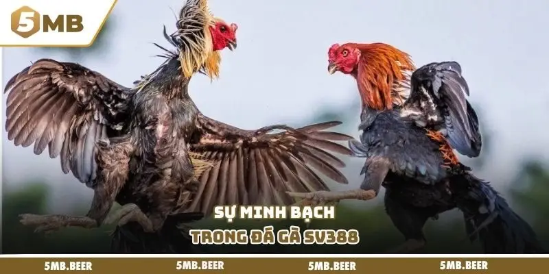 Sự minh bạch trong đá gà SV388