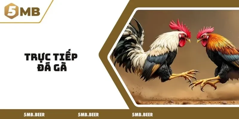 trực tiếp đá gà