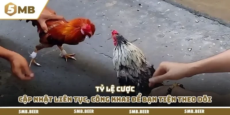 Tỷ lệ cược cập nhật liên tục, công khai để bạn tiện theo dõi